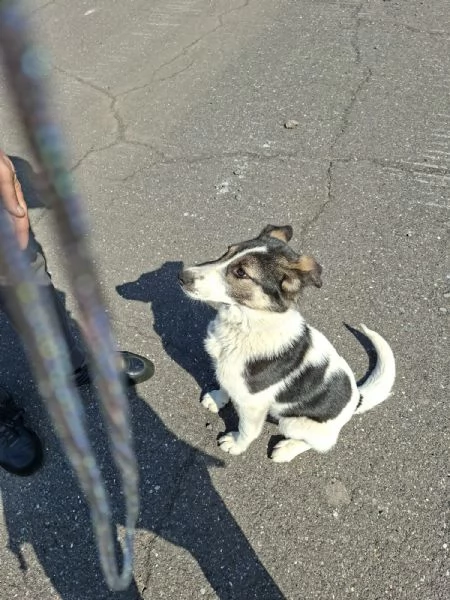 Cucciola cerca adozione  | Foto 0