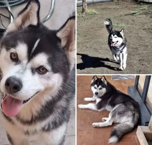 Cucciolo in adozione 