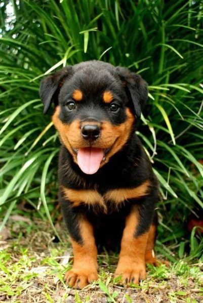  regalo rottweiler di cuccioli disponibili bellissimi cuccioli fulvi ( femmine e maschi) con rilasci