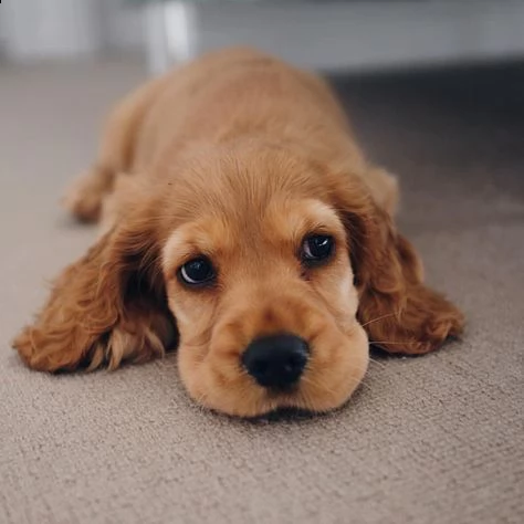 regalo cuccioli coker spaniel i cuccioli vengono consegnati con svezzamento , primo vaccino, librett