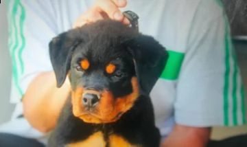  cuccioli rottweiler 