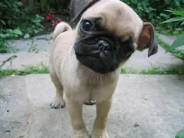 disponibili cuccioli carlino