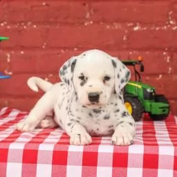 disponibili bellissimi cuccioli dalmata