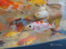 pesce rosso e shubunkin