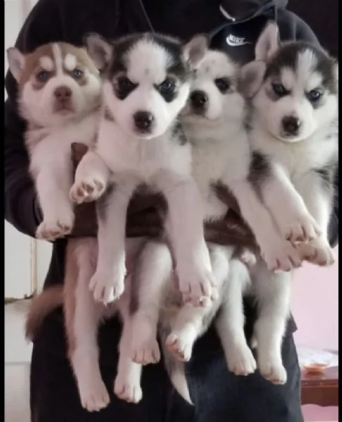 cuccioli di siberian husky