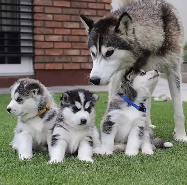 cuccioli di siberian husky 