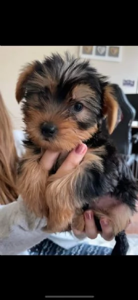 cuccioli di yorkie