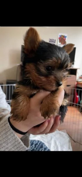 cuccioli di yorkie per una nuova casa
