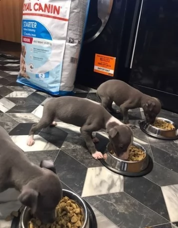 affettuosissimi cuccioli di levriero italiano | Foto 0
