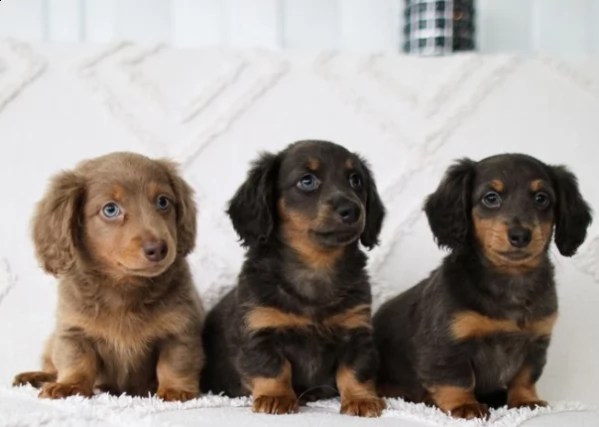 cuccioli di nano bassotto a pelo lungo