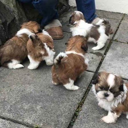 regalo cucciolo da volontario