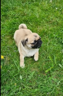 pronti cuccioli di carlino | Foto 0