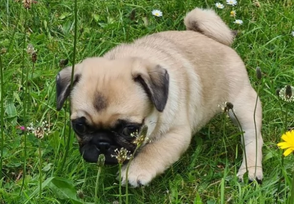 pronti cuccioli di carlino