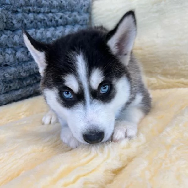 regalo siberian husky con pedigree 