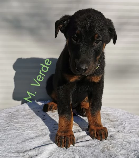 cuccioli pastore della beauce, beauceron