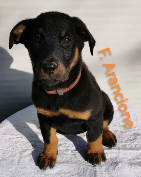 cuccioli pastore della beauce, beauceron | Foto 6