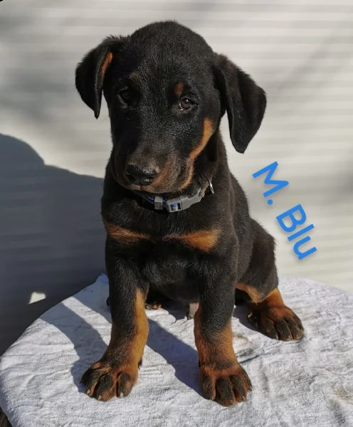 cuccioli pastore della beauce, beauceron | Foto 5