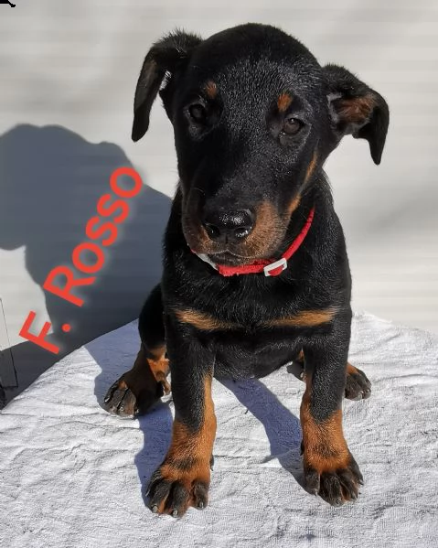 cuccioli pastore della beauce, beauceron | Foto 4