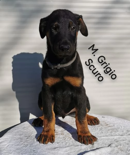 cuccioli pastore della beauce, beauceron | Foto 3
