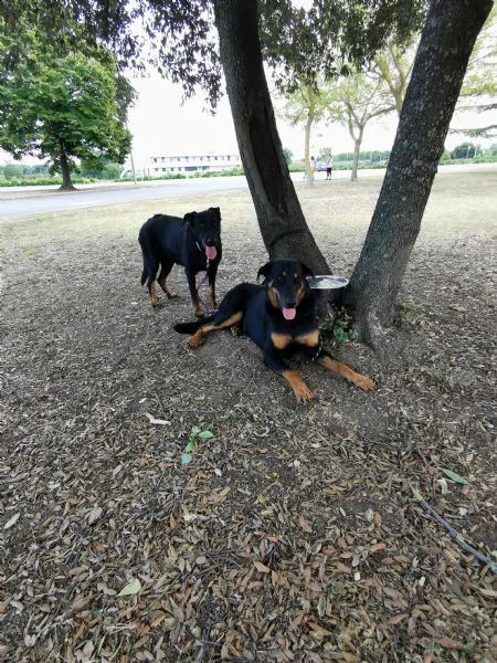 cuccioli pastore della beauce, beauceron | Foto 2