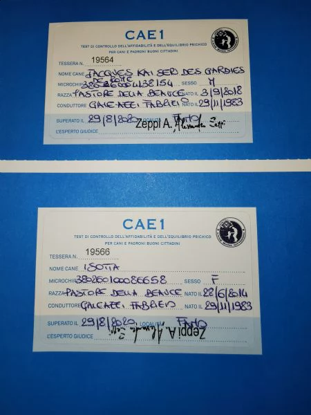 cuccioli pastore della beauce, beauceron | Foto 1