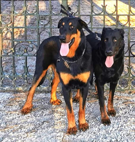 cuccioli pastore della beauce, beauceron | Foto 0