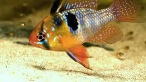 ramirezi ciclidi nani pesce acquario
