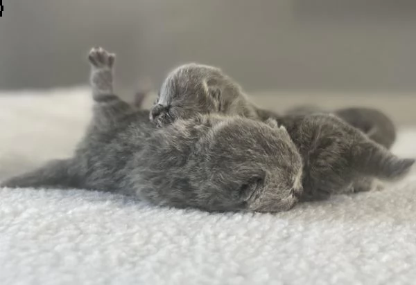 cuccioli di british shorthair | Foto 3