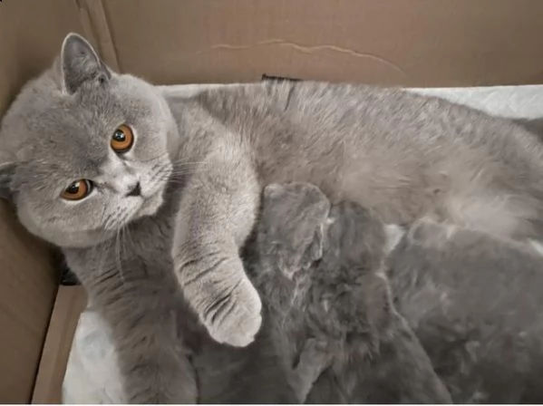 cuccioli di british shorthair | Foto 1