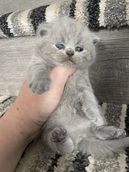cuccioli di british shorthair | Foto 0