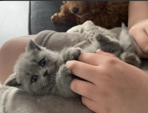 cuccioli di british shorthair