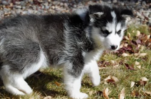 regalo cuccioli di husky siberiano  maschi e femmina.  