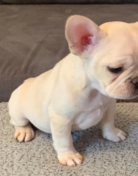 regalo maschio e femmina bouledogue francese con pedigree