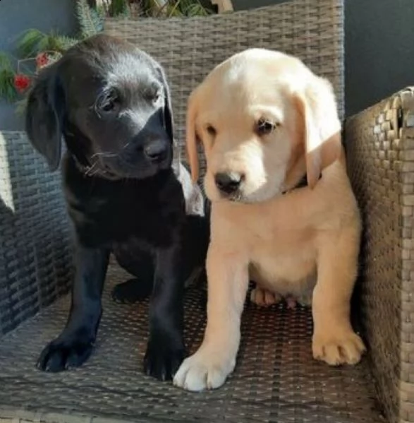 regalo adorabili cuccioli di la labrador chicolato