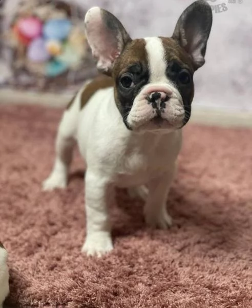 regalo....cucciolata di bouledogue francese