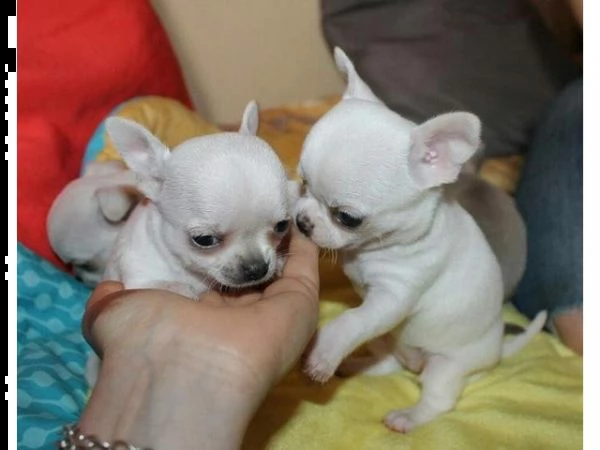 regalo chihuahua cuccioli