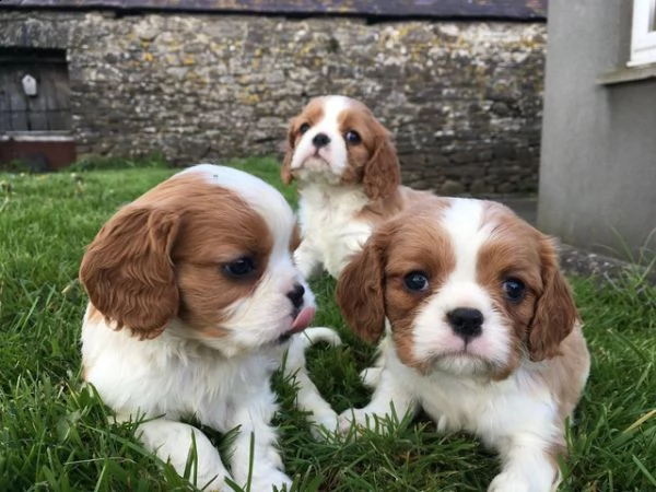 regalo bellissimi cavalier king charles spaniel maschi