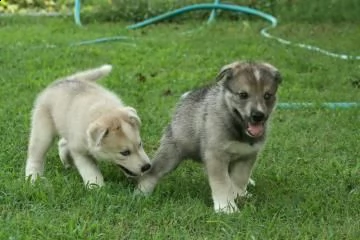 disponibili cuccioli di cane lupo cecoslovacco