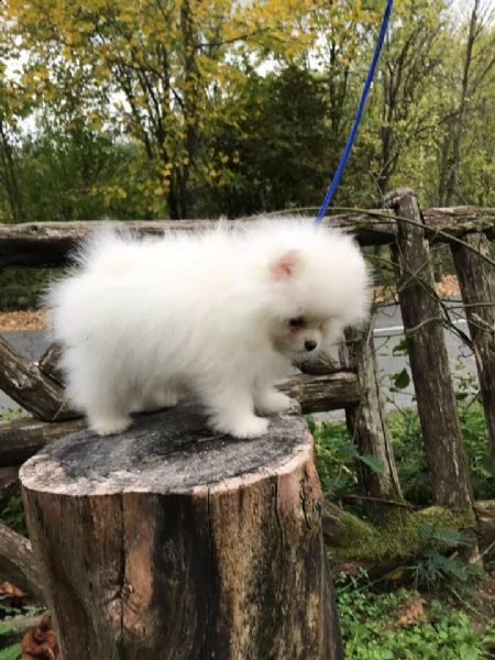 spitz pomerania maschi/femmine | Foto 0