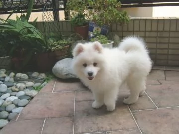 cuccioli samoiedo maschio e femmina