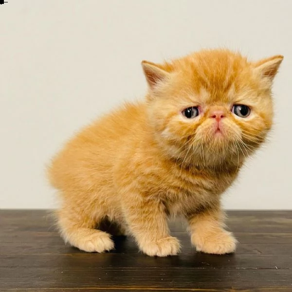 gattini persiani pronti per una bella casa