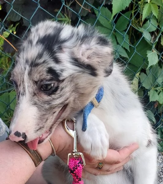 Cucciola di Border Collie blumerle con pedigree  | Foto 3