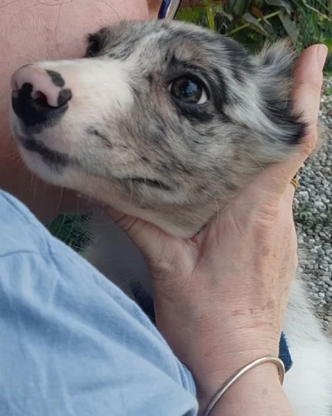 Cucciola di Border Collie blumerle con pedigree  | Foto 2