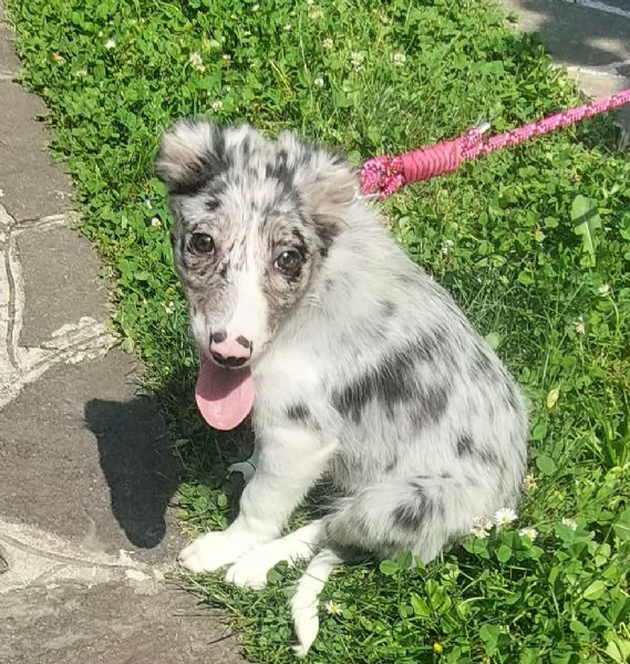 Cucciola di Border Collie blumerle con pedigree  | Foto 1