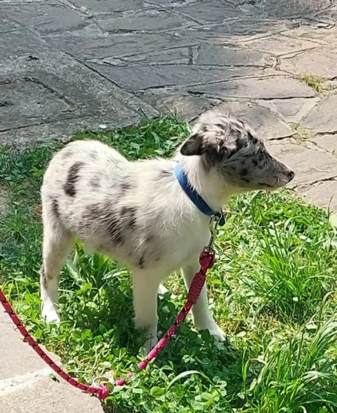 Cucciola di Border Collie blumerle con pedigree  | Foto 0