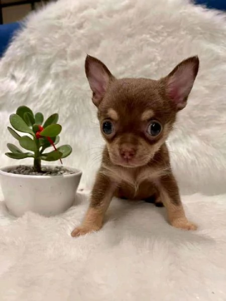 cuccioli di chihuahua ben addestrati e giocherelloni, bravi con i bambini e altri animali domestici  | Foto 0
