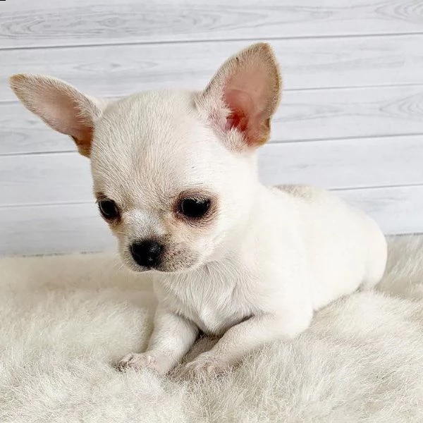 cuccioli di chihuahua ben addestrati e giocherelloni, bravi con i bambini e altri animali domestici 