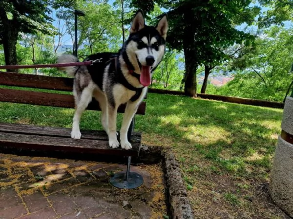 Husky dolcissima | Foto 0