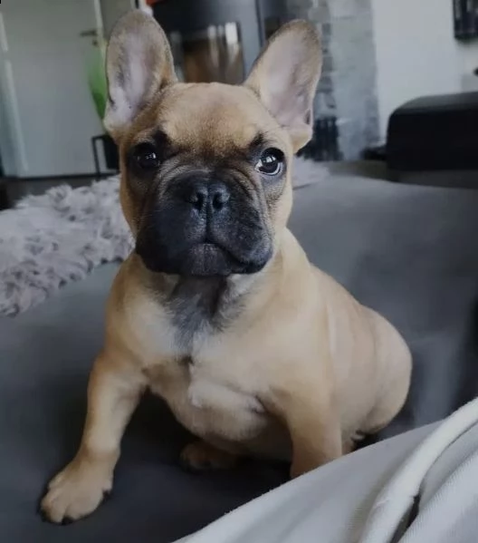 # regalo bouledogue francese# | Foto 0