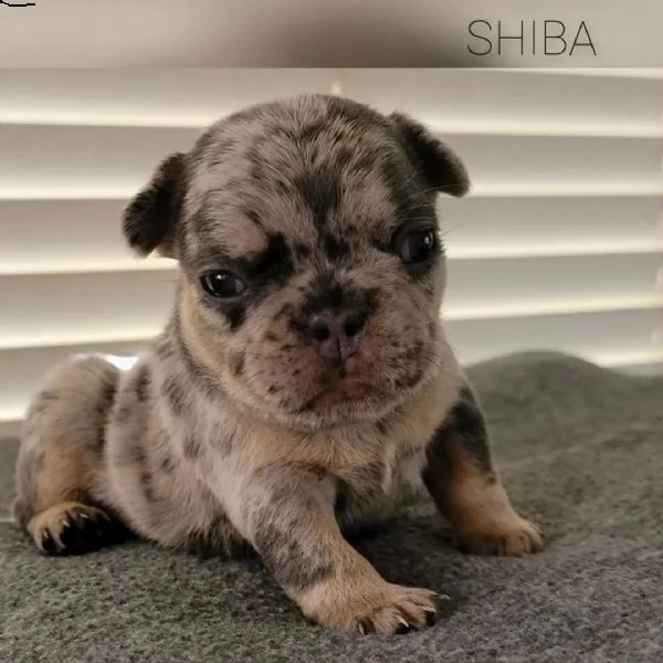 cuccioli di bulldog francese per l'adozione